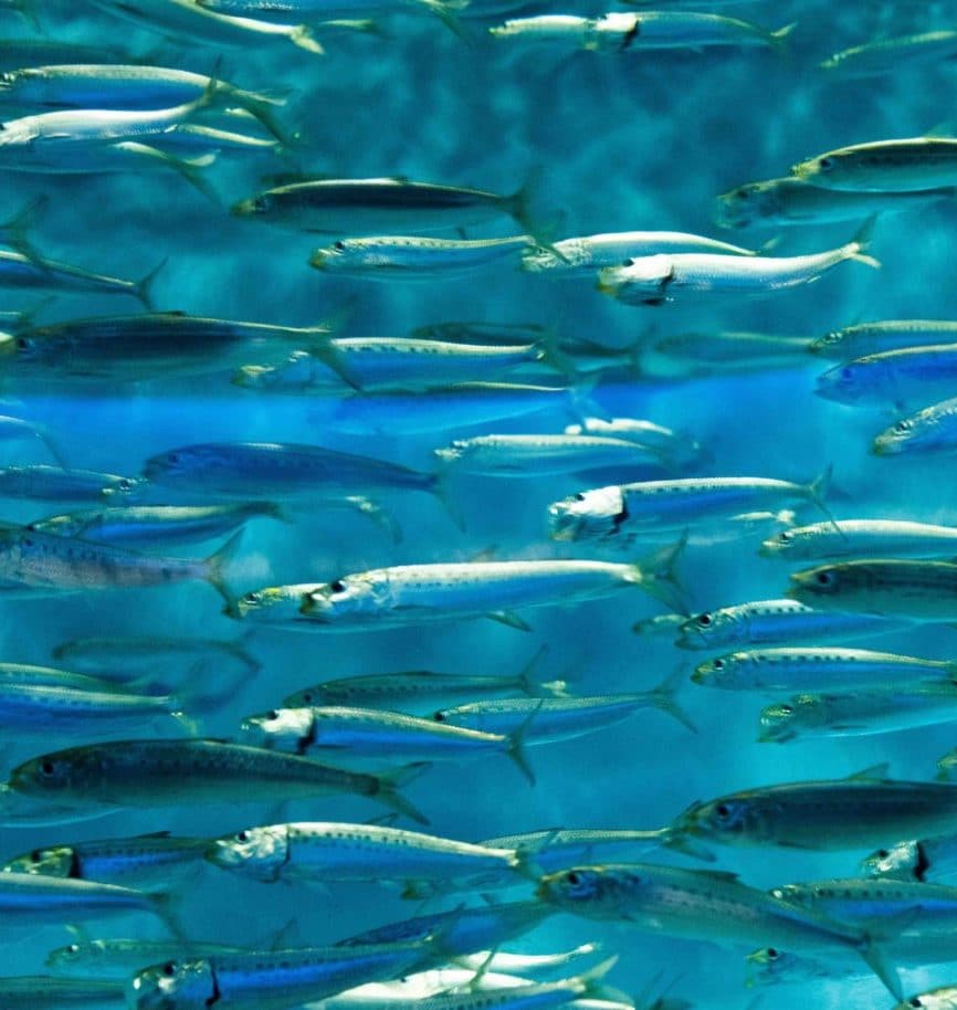 close up of a school of small, silver fish swimming in turquoise blue water