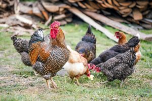 Chickens help reduce food waste